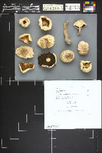 Agaricus hondensis image