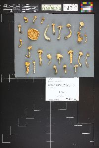Hygrophorus chrysodon image