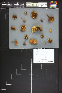 Hypholoma fasciculare var. fasciculare image