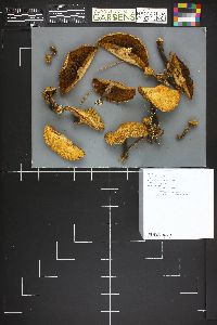 Suillus americanus image