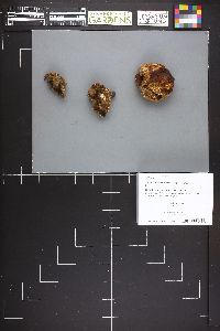 Sarcosphaera coronaria image