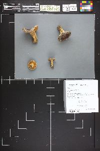 Russula maculata image