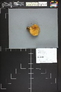 Cortinarius glaucopus image