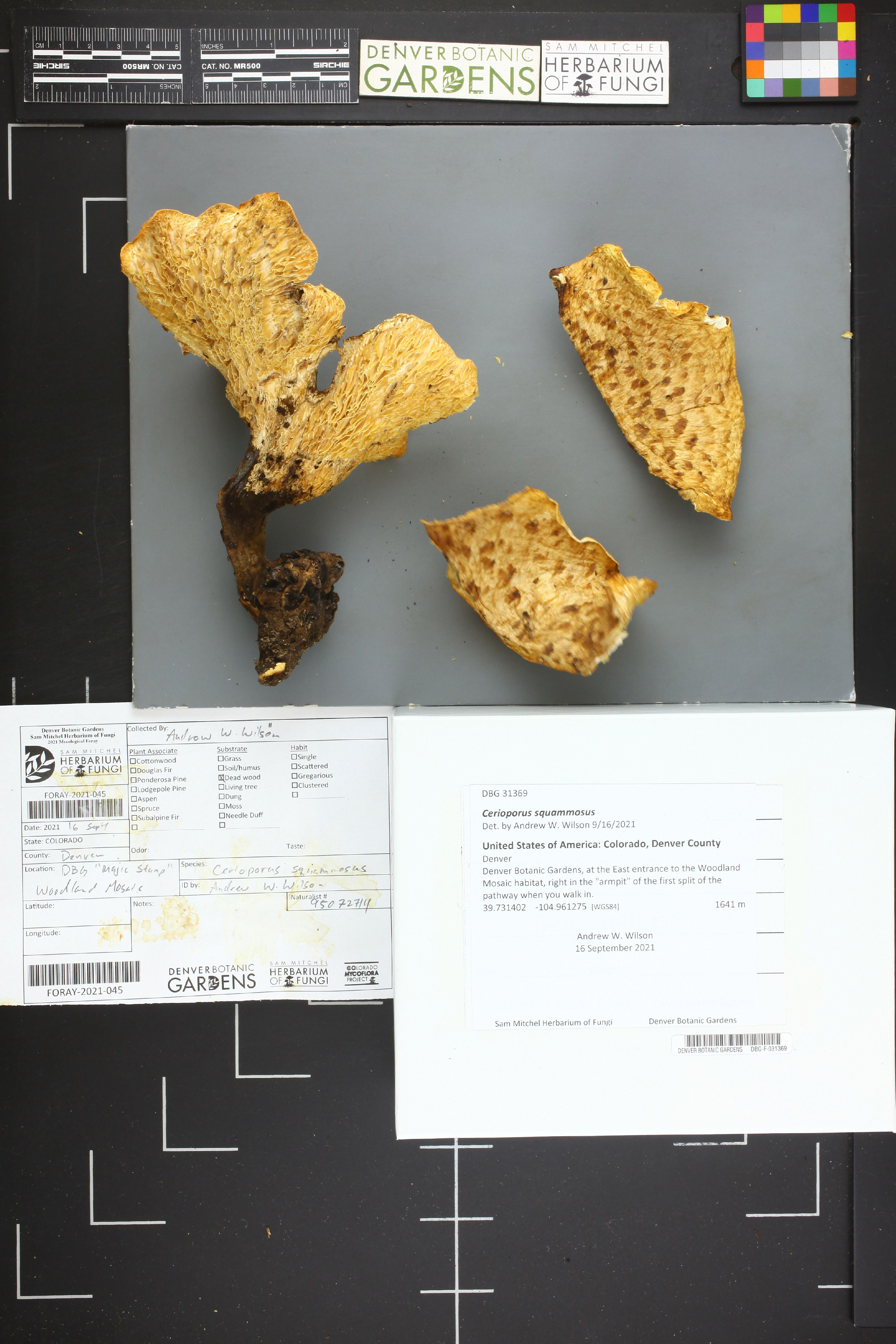 Cerioporus