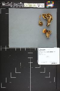 Hypholoma capnoides image