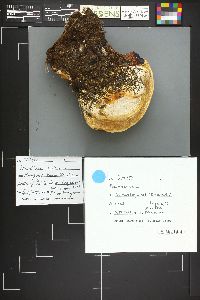 Image Associated With the Occurrence