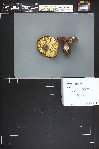 Russula xerampelina image