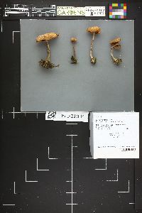 Image Associated With the Occurrence