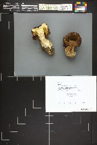 Image Associated With the Occurrence