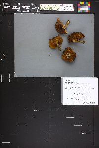 Suillus brevipes image