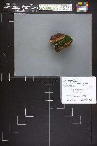 Boletus rubriceps image