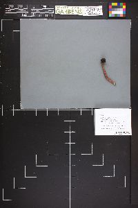 Chroogomphus vinicolor image