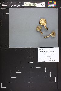 Tricholoma saponaceum image