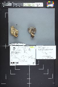 Tricholoma virgatum image