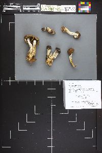 Stropharia hornemannii image