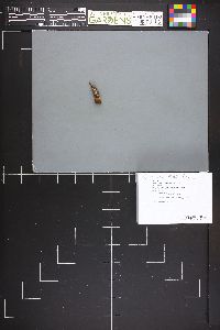 Dissingia leucomelaena image