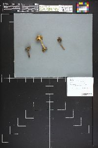 Image Associated With the Occurrence