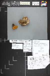 Image Associated With the Occurrence