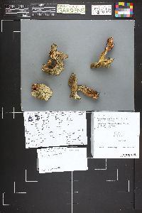 Albatrellus ovinus image