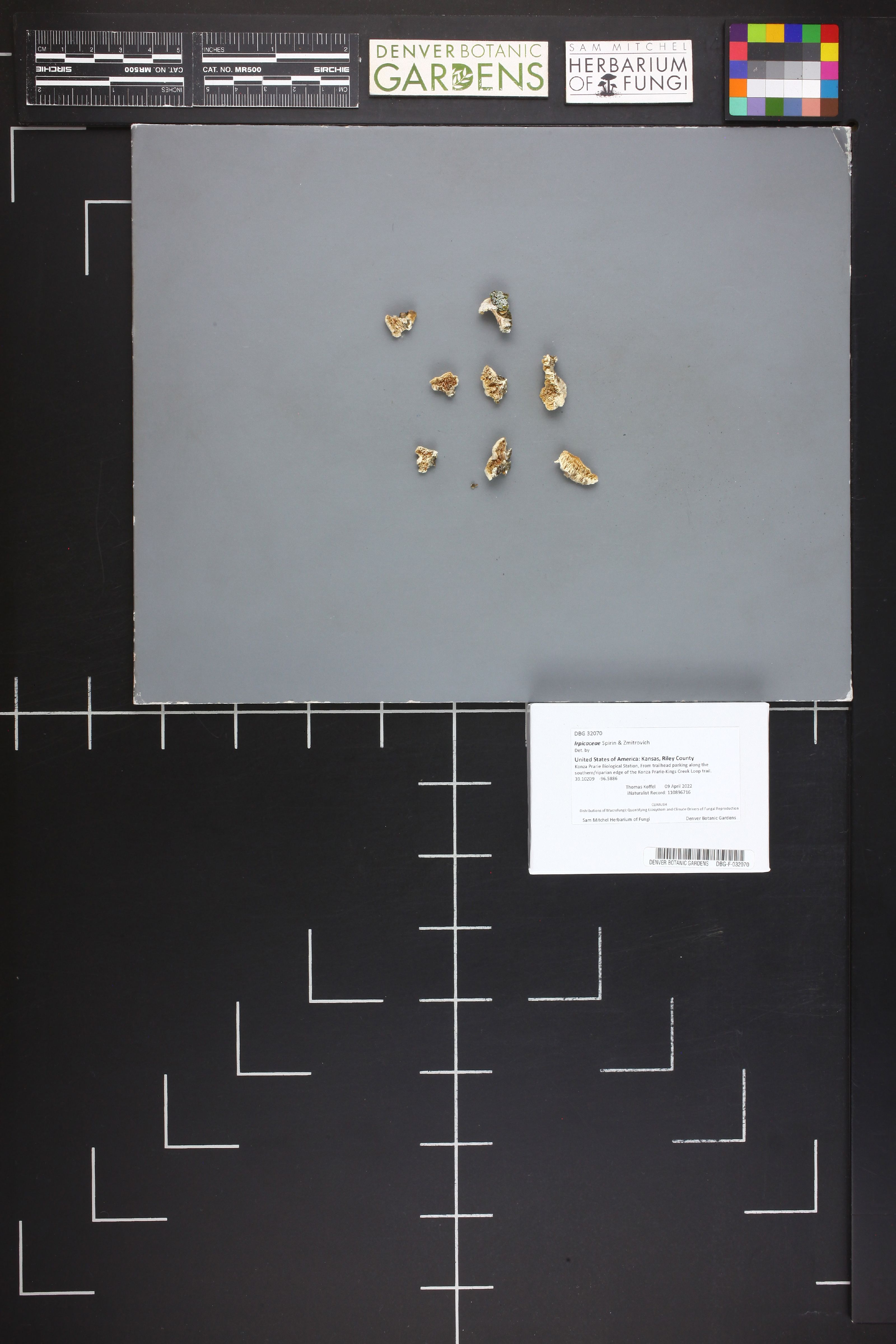 Irpicaceae