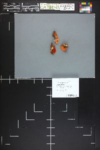 Image Associated With the Occurrence