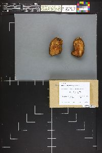 Boletus chrysenteron image