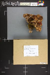Gomphus clavatus image