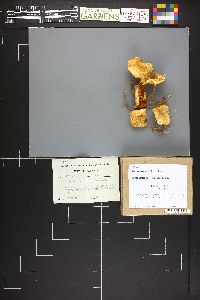 Image Associated With the Occurrence