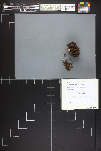 Collybia conigena image