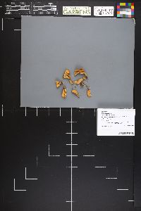 Spathularia rufa image