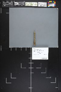 Lachnellula suecica image