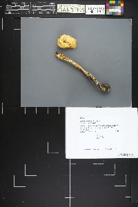 Agaricus cuniculicola image