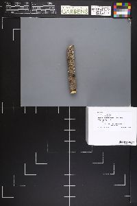 Lachnellula suecica image