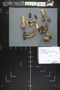 Image Associated With the Occurrence