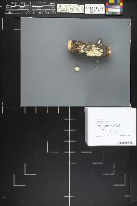 Neoantrodia serialis image