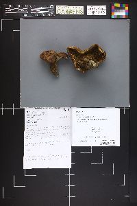 Image Associated With the Occurrence