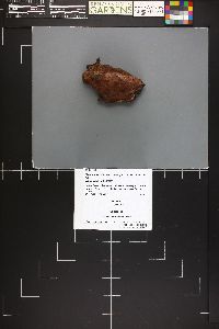 Image Associated With the Occurrence