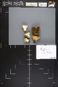 Calvatia cretacea image