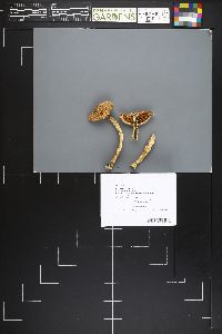 Cortinarius argutus image
