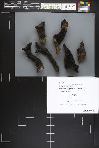 Sarcodon leucopus image