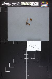 Image Associated With the Occurrence