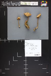 Image Associated With the Occurrence