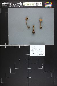 Image Associated With the Occurrence