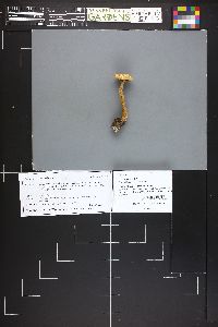 Image Associated With the Occurrence