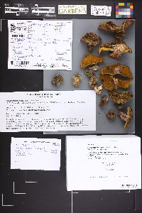 Image Associated With the Occurrence