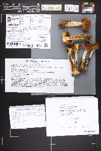 Image Associated With the Occurrence