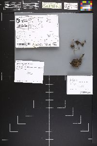 Mycena turbinata image