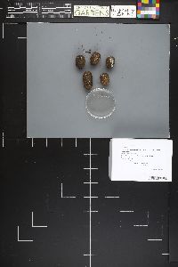 Coprinopsis pseudoradiata image