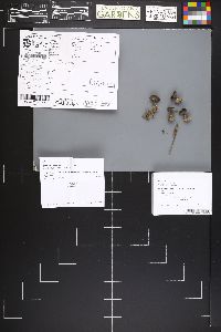 Dissingia leucomelaena image