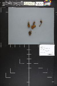 Inocybe soluta image